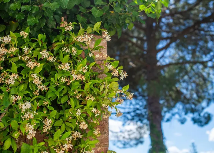 Апартаменты Brown